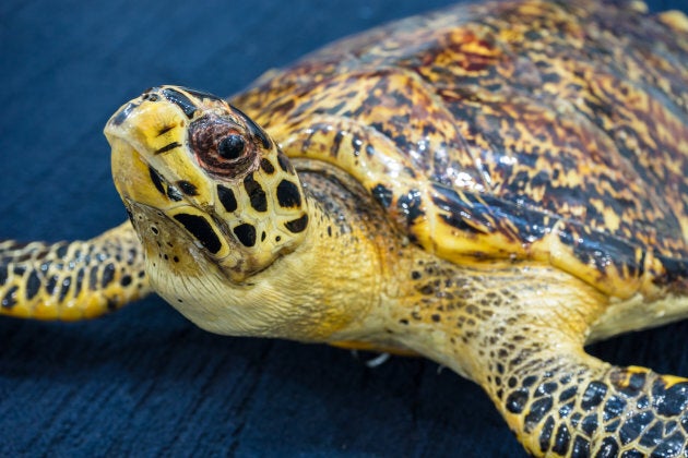 It's not clear what the man planned to do with the taxidermy turtle (not pictured).