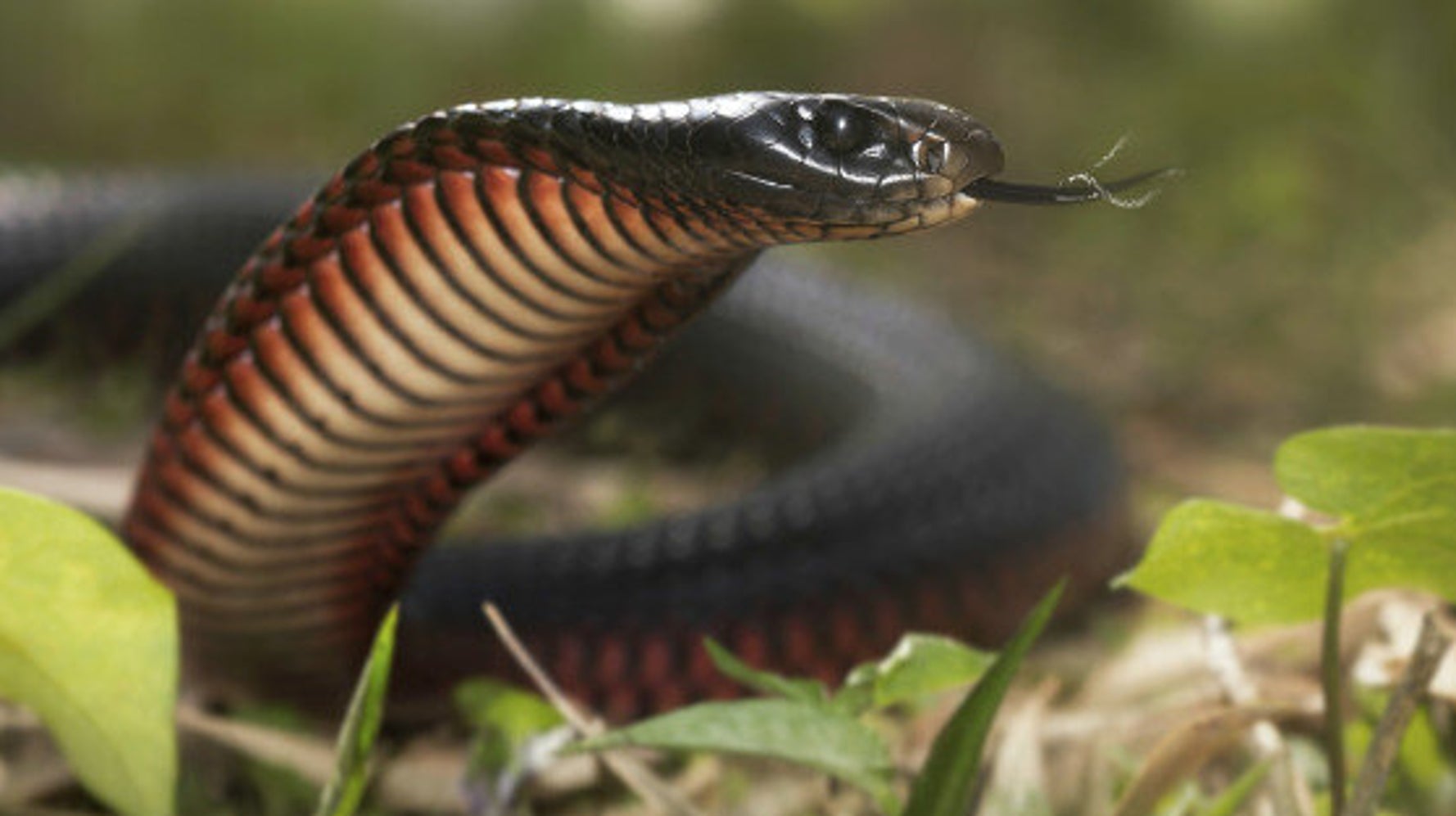 australia-is-home-to-heaps-of-the-world-s-25-most-venomous-snakes