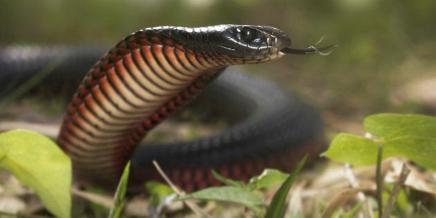 A deadly but beautiful snake common in coastal eastern Australia tastes the air with its tongue.