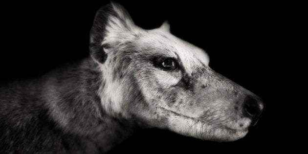 Meet Thylacine, a.k.a. Tasmanian Tiger.