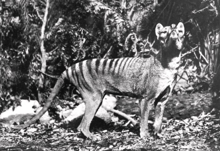 T%asmanian Tigers were declared extinct in 1936.