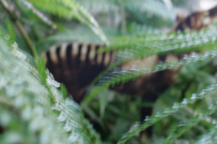 Mike Bowers eventually revealed he printed out a black and white image of a Tassie Tiger, coloured it in and then photographed it though his Erskinville garden.