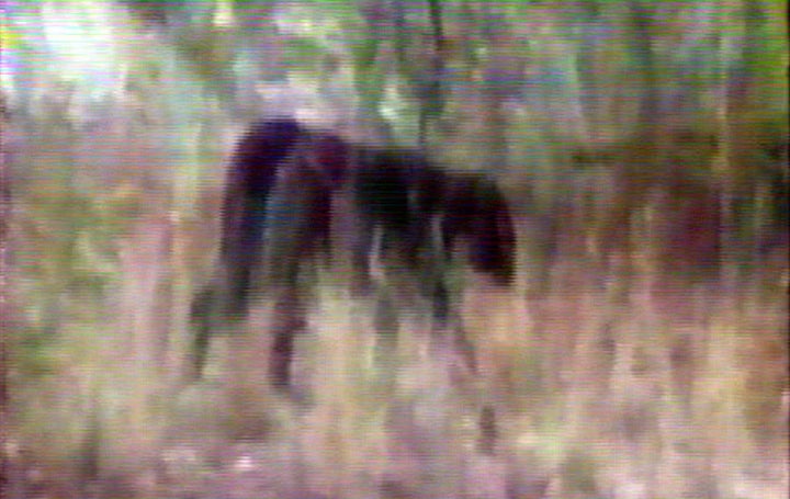 Perhaps the clearest image of the 'panther' taken form a video clip.