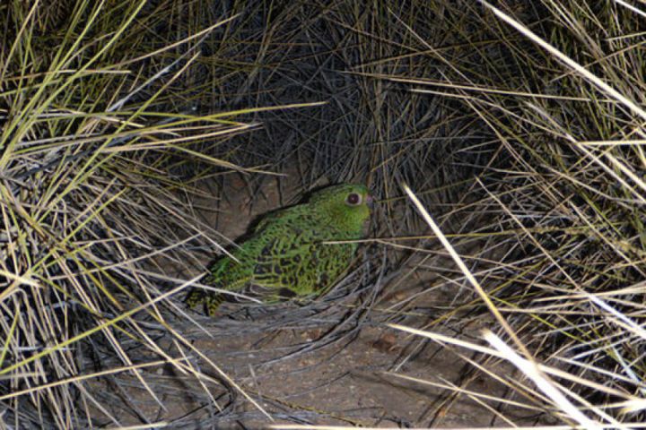 The night parrot is being protected in a secret reserve.