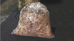 Scientists In Japan Have Discovered A Tree With Leaves That Fall Into Their Own Garbage