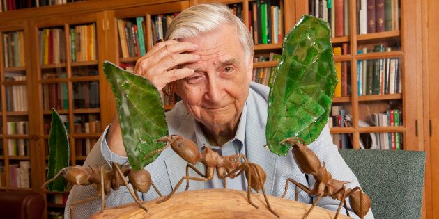 Harvard University Professor E.O. Wilson in his office at Harvard University in Cambridge, MA. USA. Professor Wilson is a biologist, researcher, theorist, naturalist and author. He is considered to be the world's leading authority on the study of ants. (Photo by Rick Friedman/Corbis via Getty Images)