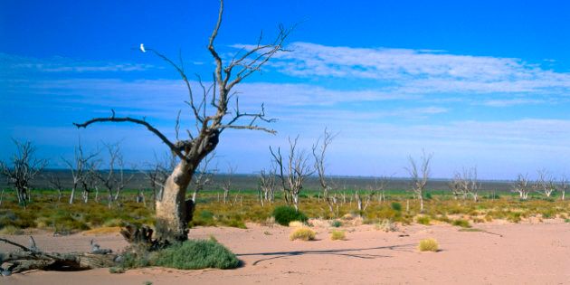 Dead trees in empty Menindee Lakes, New South Wales, Australia