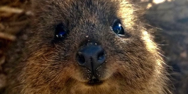 WWF-Australia says just 39 of the 500 quokkas in Northcliffe, WA, can be found following the devastating bushfire that ripped through nearly 100,000 hectares of quokka habitat in 2015.