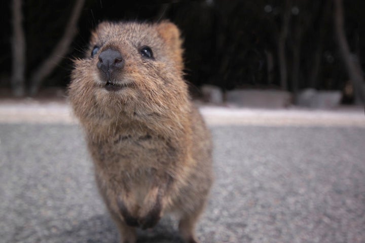 In 2015, an intense bushfire ripped through nearly 100,000 hectares of quokka habitat near Northcliffe. Prior to the fire, this bushland was home to more than 500 quokkas, WWF says.