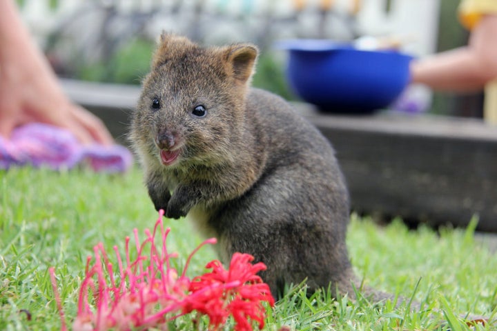 The WWF said before the fire there were 43 sites known to be home to quokkas, but now only 10 of these are still able to support the animals.