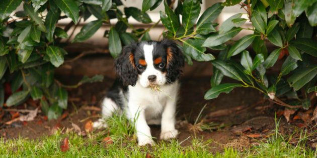 Cavalier King Charles Spaniel puppy eating grass under a shrub