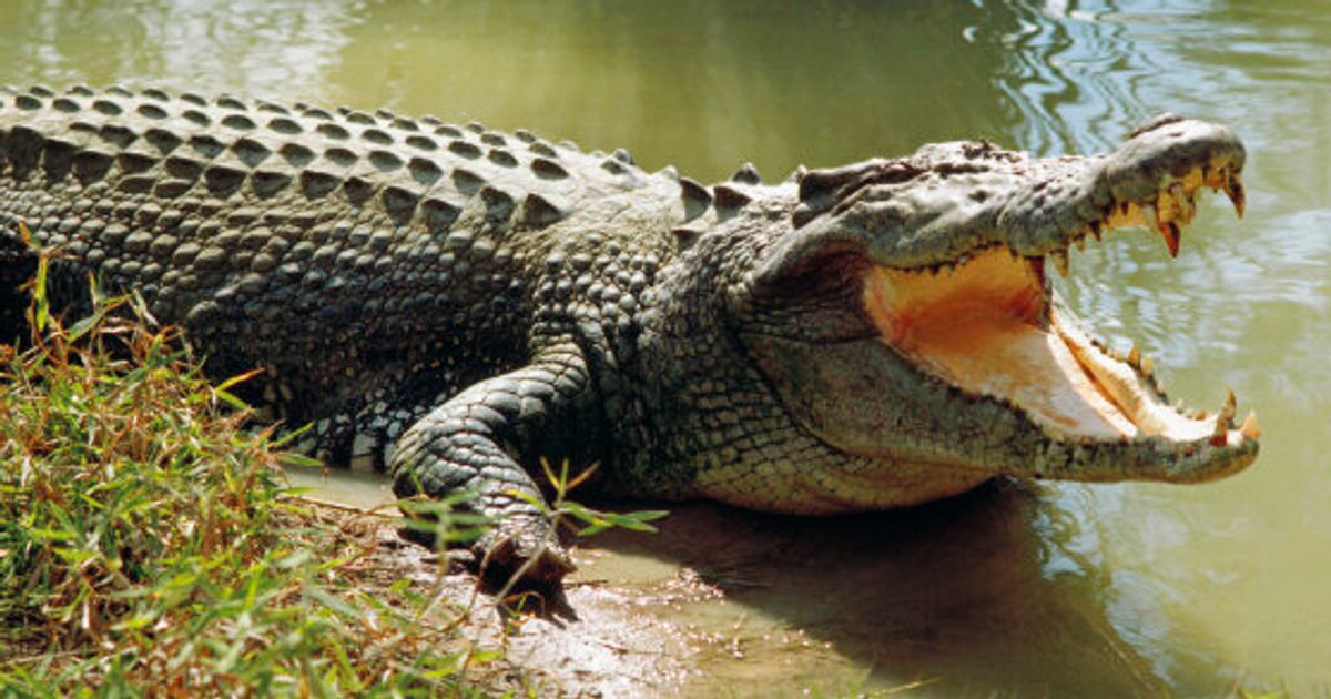 Northern Territory On 'Croc Alert' As Wild Weather, Flooding Hits Top ...