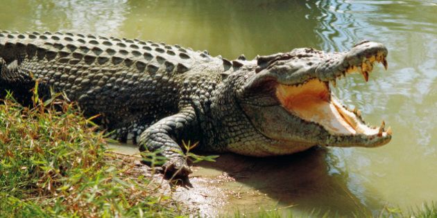 Saltwater crocodile (Crocodylus porosus) worlds largest living reptile, cooling himself with open mouth, Darwin, Northern Territory, Australia