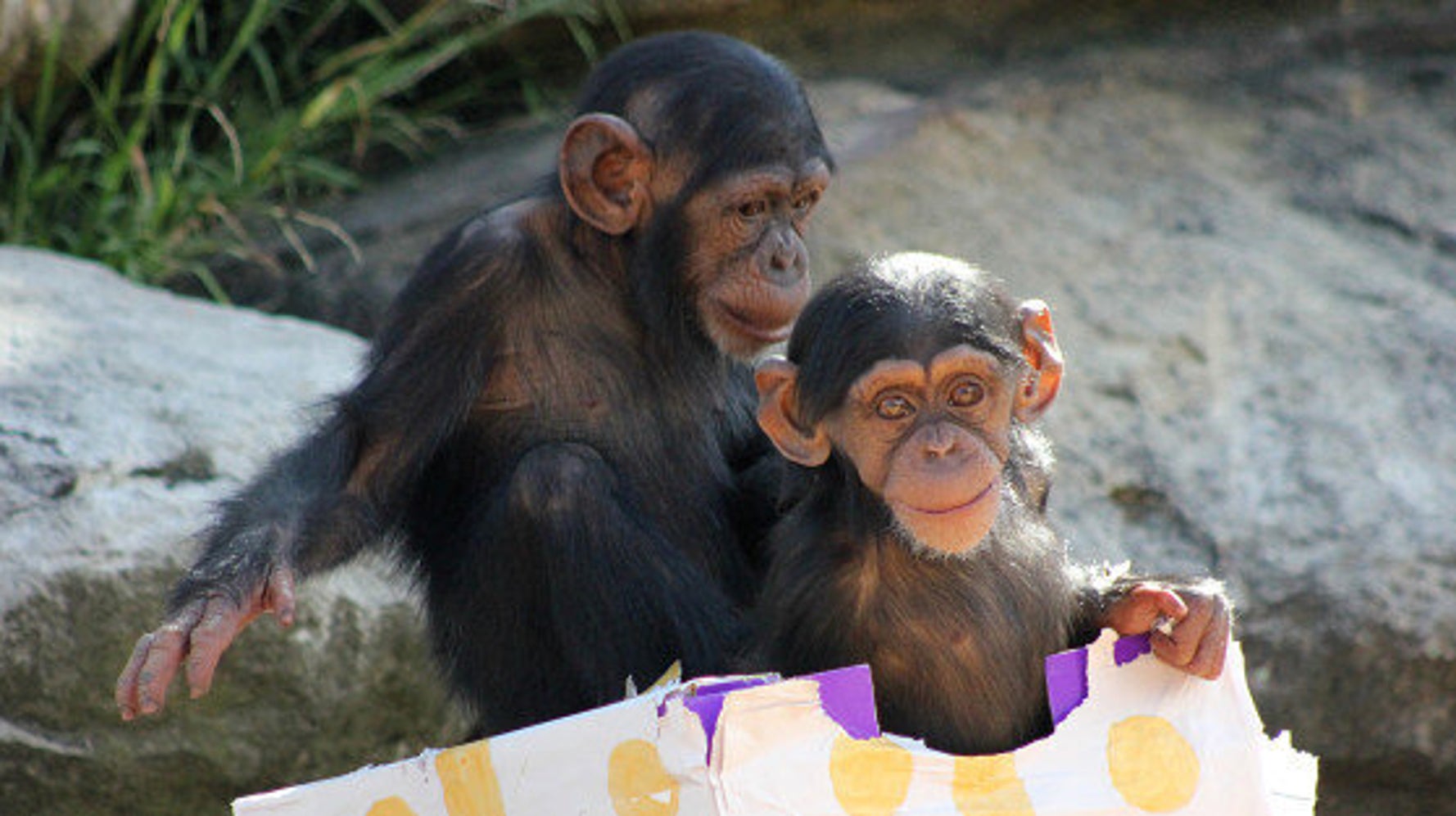Taronga Zoo Animals Open Presents, Tuck Into Christmas Treats