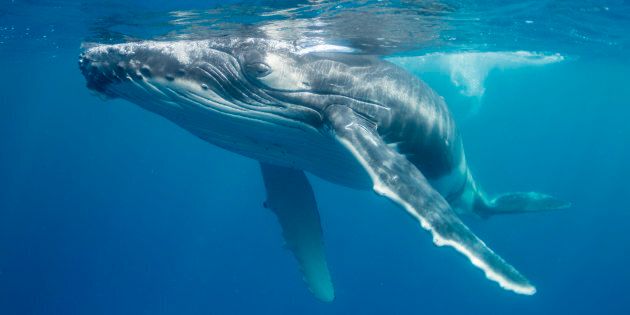 The NOAA filed on Tuesday two regulations for whales in Hawaiian and Alaskan waters, enforcing the distance rule requiring vessels keep at least 100 yards from whales at sea.
