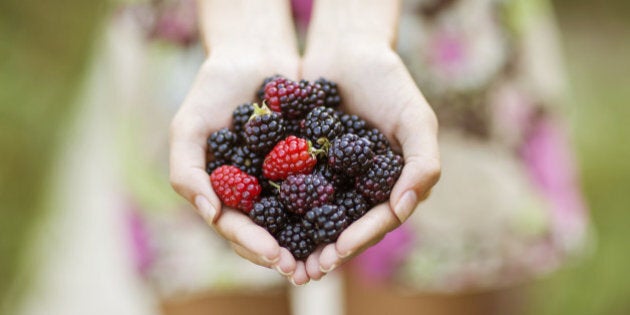 Female hands hold in the palms of ripe blackberries.