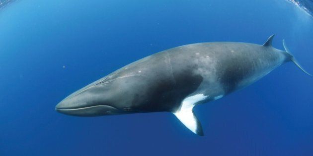 Dwarf minke whales gather at the Great Barrier Reef for only six weeks each year.