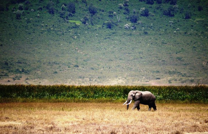 An elephant strolls through the wilds of northern Tanzania.