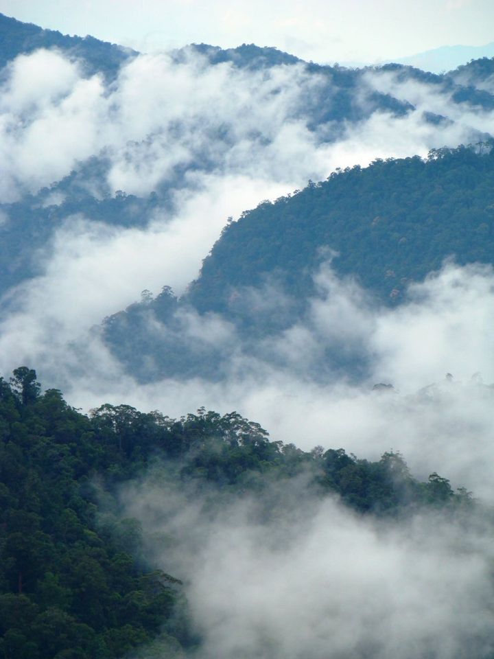 A dawn mist rises over a rainforest in Peninsular Malaysia.