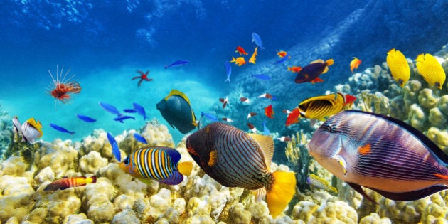 Wonderful and beautiful underwater world with corals and tropical fish.