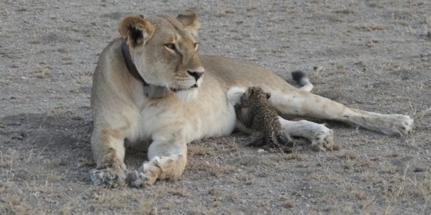 A lioness nurses a young leopard cub in what experts say is a never-before-seen occurrence between different cat species.