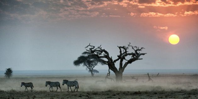 Burchell's zebras walking across dusty plain at sunset, Amboseli National Park, Kenya.