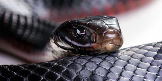 A red bellied black snake (Pseudechis porphyriacus) up close on a white background