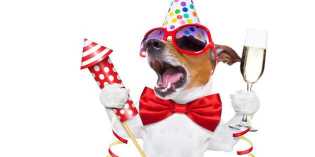 jack russell dog celebrating new years eve with champagne and singing out loud, with a fireworks rocket , isolated on white background