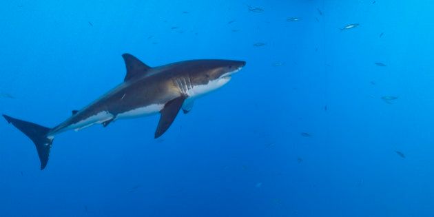 (GERMANY OUT) Great White Shark, Carcharodon carcharias, Guadalupe Island, Mexico (Photo by Reinhard Dirscherl/ullstein bild via Getty Images)