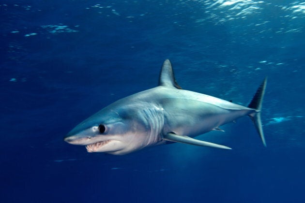 It's believed that the shark was a mako -- pictured above.