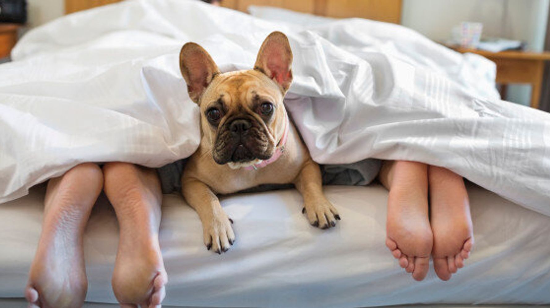 let-sleeping-dogs-lie-10-rules-of-bed-etiquette-according-to-my-dog