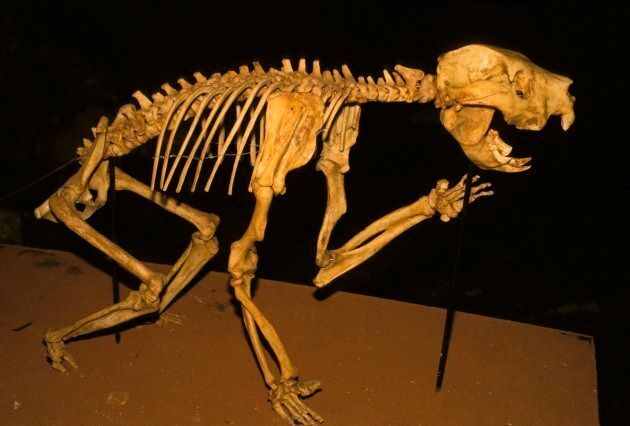 A skeleton of one of Australia's ancient megafauna, found inside a cave in South Australia.