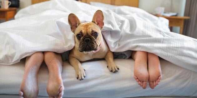 Dog laying under covers with couple