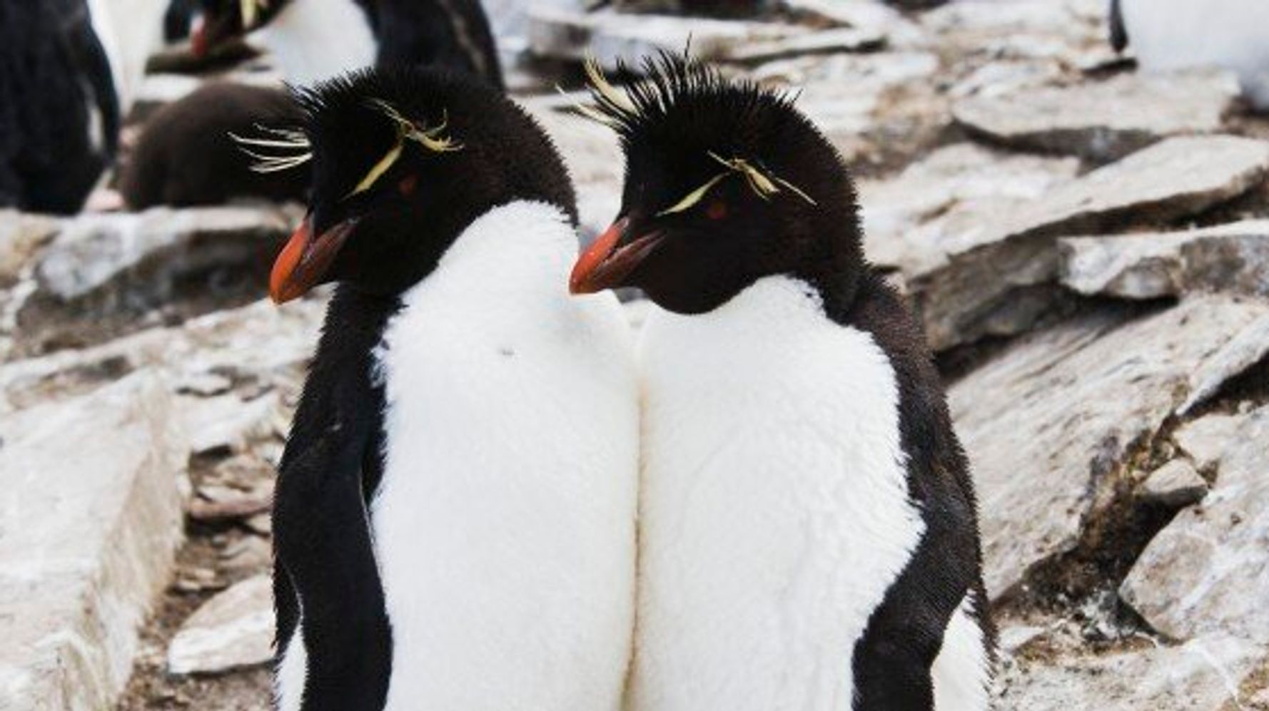 rockhopper-penguins-mate-for-life-but-spend-months-apart-huffpost