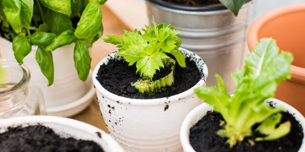 Celery and lettuce can easily be re-grown from scraps.