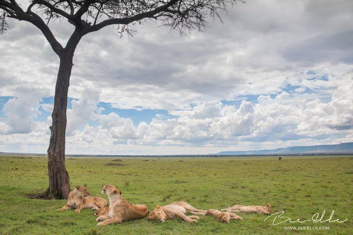 If Xanda was the alpha male of his pride, his death could lead to the deaths of more. His cubs could be killed by rival males attempting to take over the pride.