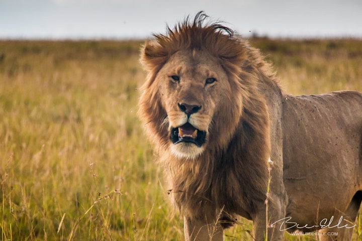 There are fewer than 20,000 lions left in the African wild.