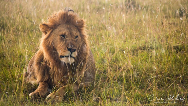 The United States has imported 1.2 million wildlife trophies from hunting safaris in less than a decade, inclusive of 5,600 lions. Cecil was but one. Xanda is now just another.