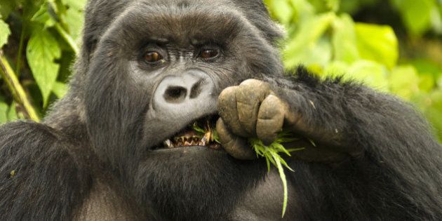Mountain Gorilla silverback male eating (Gorilla gorilla beringei), Kwitonda Group, Volcanoes National Park, Rwanda
