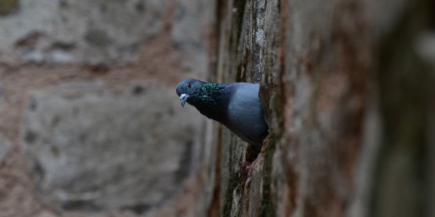 a baby pigeon