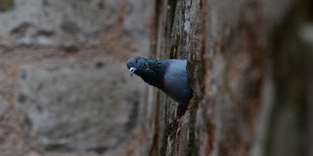 Where Are All The Baby Pigeons An Investigation Huffpost Australia Life