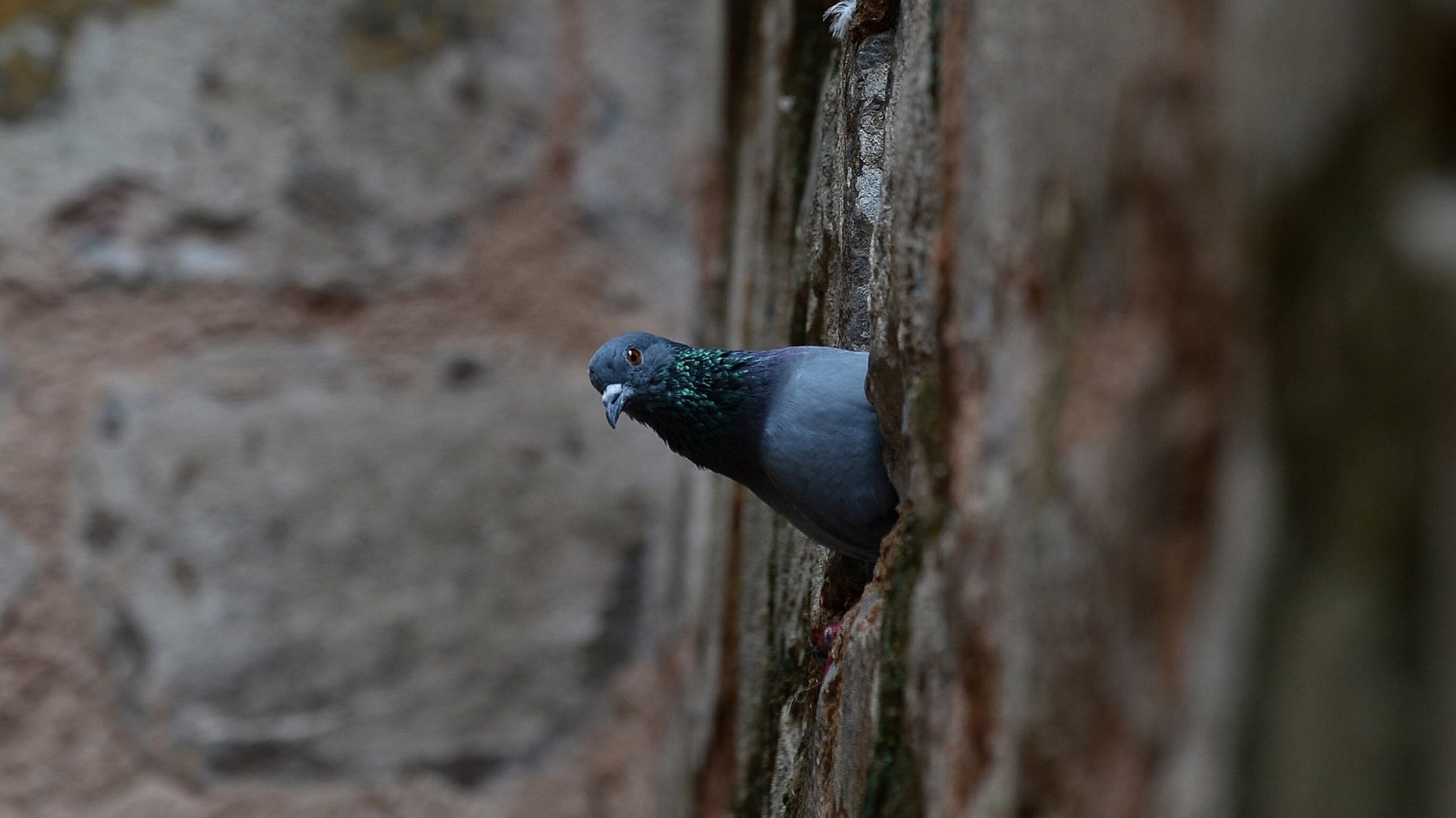 Where Are All The Baby Pigeons An Investigation Huffpost Australia Life