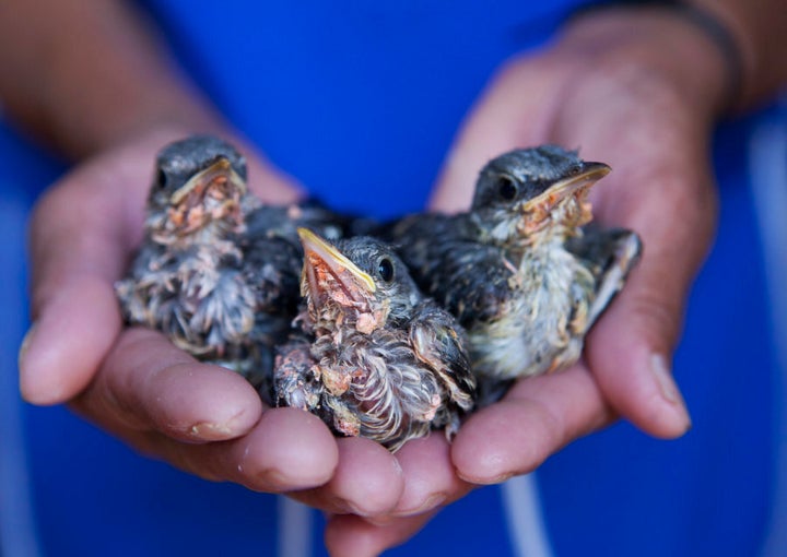 BABY PIGEONS.