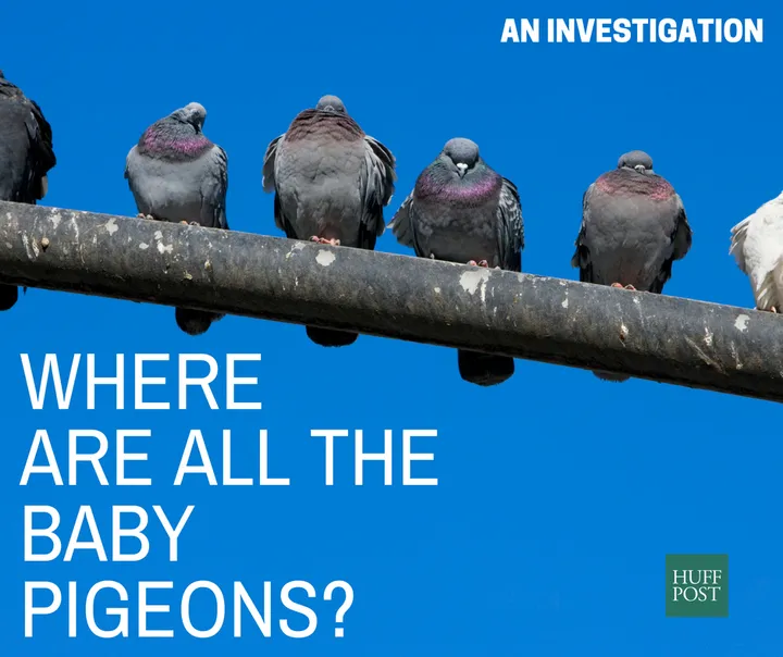 Where Are All The Baby Pigeons An Investigation Huffpost Australia Life