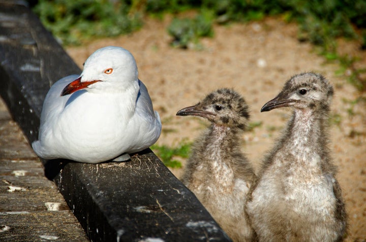 To be honest, this is not how we expected baby seagulls to look like.