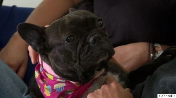 french bulldog wheezing