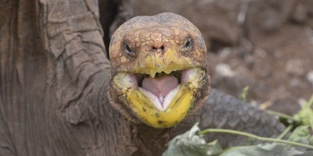 What sound do tortoise shells make when they bump together? BONK.