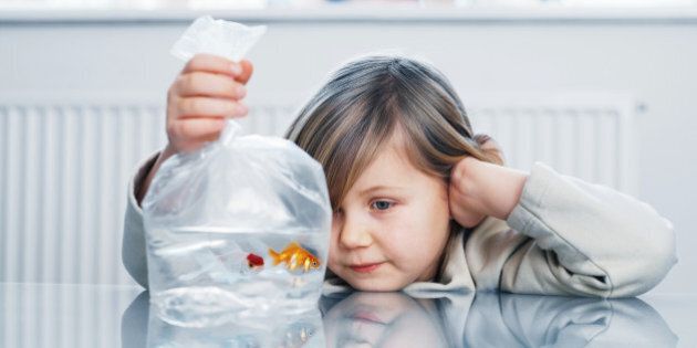 Girl (4-6) looking at two goldfish in plastic bag