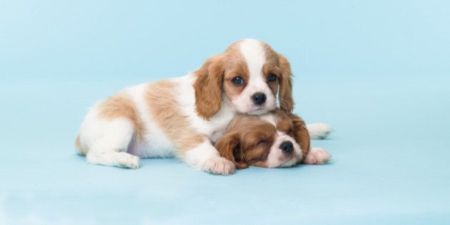 Cavalier King Charles Spaniel Puppies Cuddling
