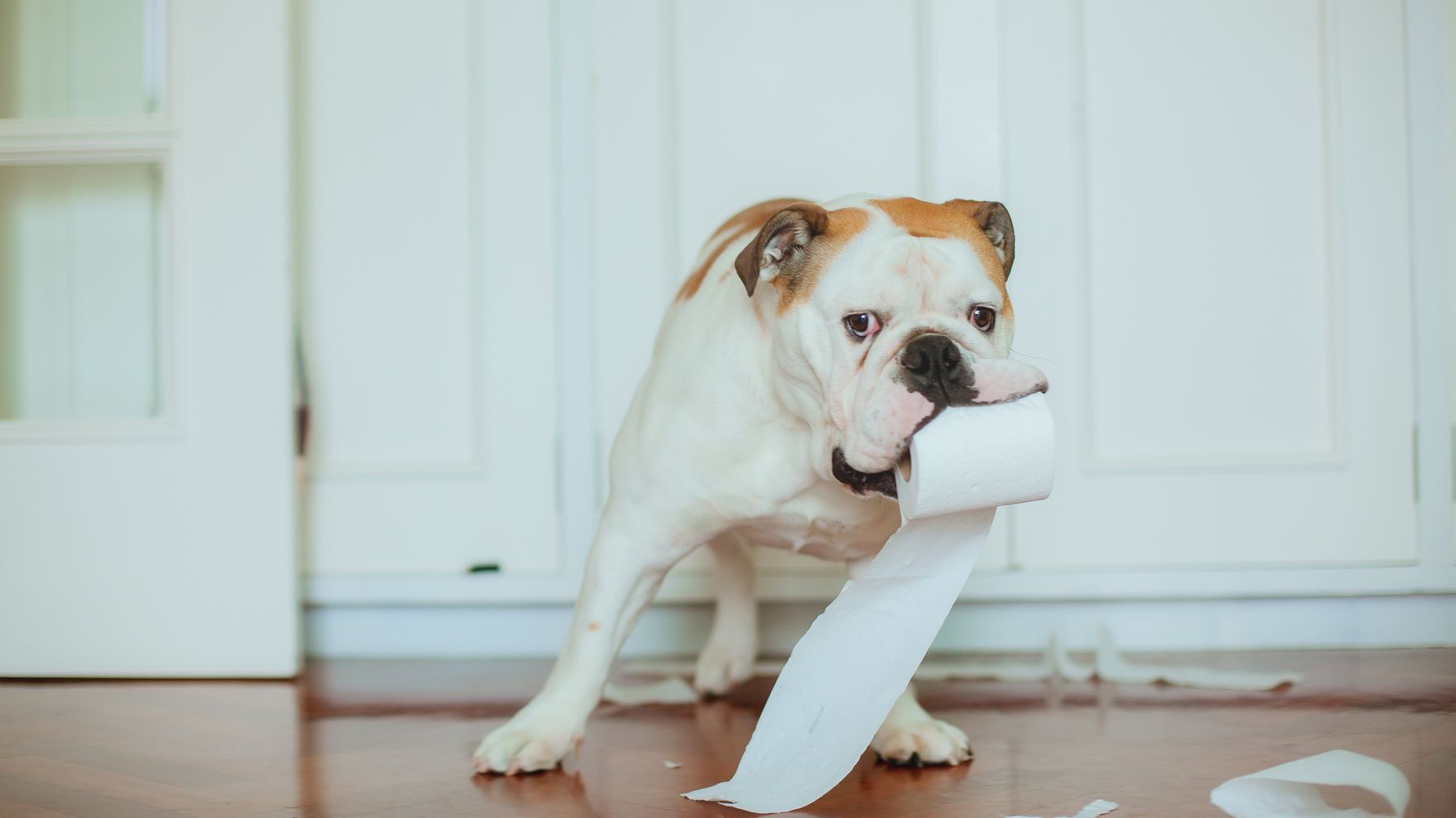why do dogs like to eat toilet paper